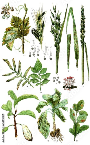Diseases of plants