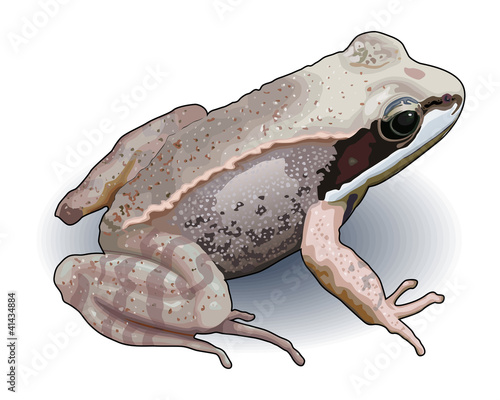 Wood Frog