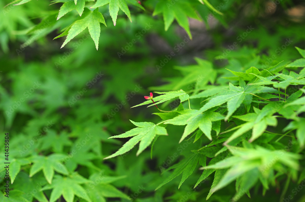 Japanese maple-3 Japanese maple-3