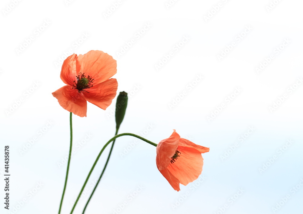 長実雛芥子 Papaver Dubium Stock Photo Adobe Stock