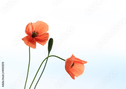 Fototapeta Naklejka Na Ścianę i Meble -  長実雛芥子　Papaver dubium