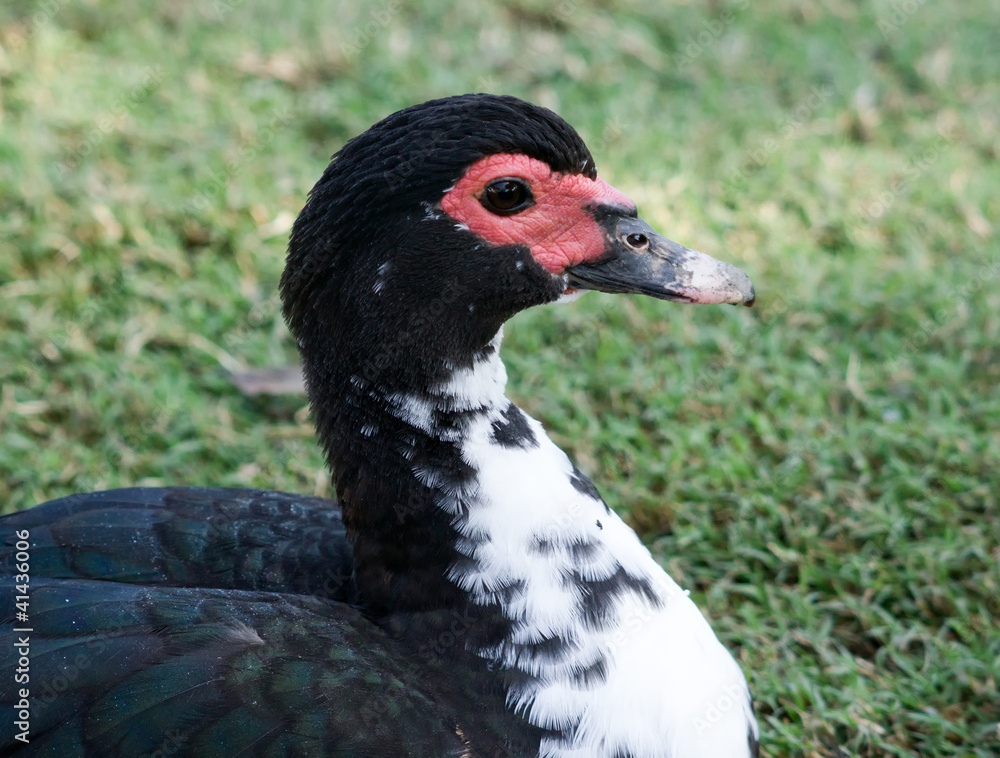 Fototapeta premium Muscovy Duck