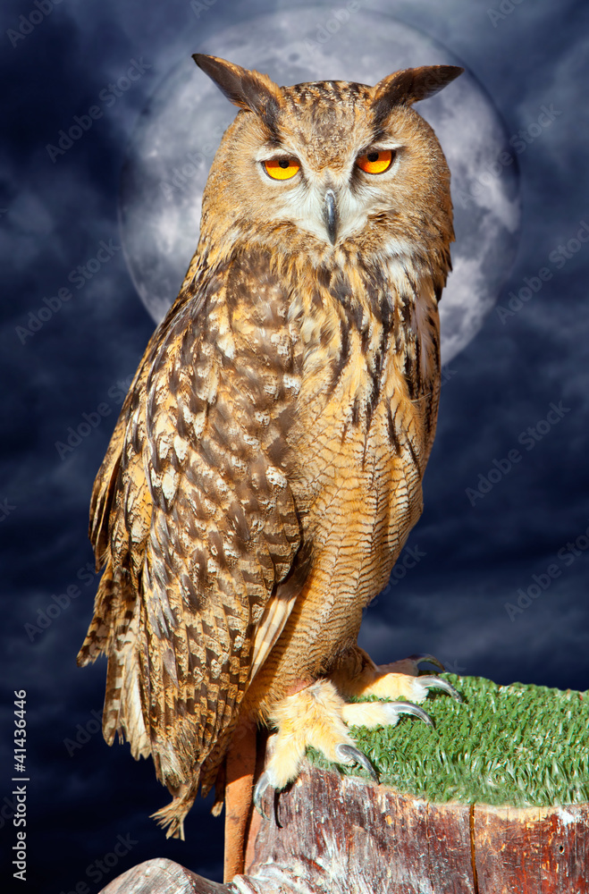 Obraz premium Bubo bubo eagle owl night bird full moon