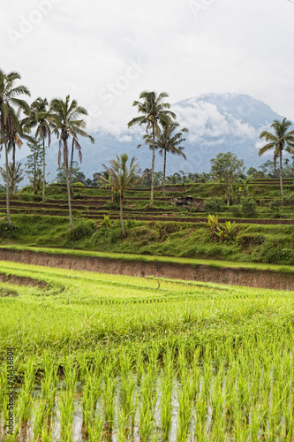 terrace rice fields  Bali  Indonesia