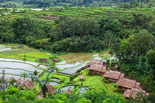 terrace rice fields  Bali  Indonesia