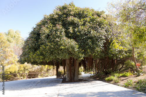 Ficus rubiginosa photo