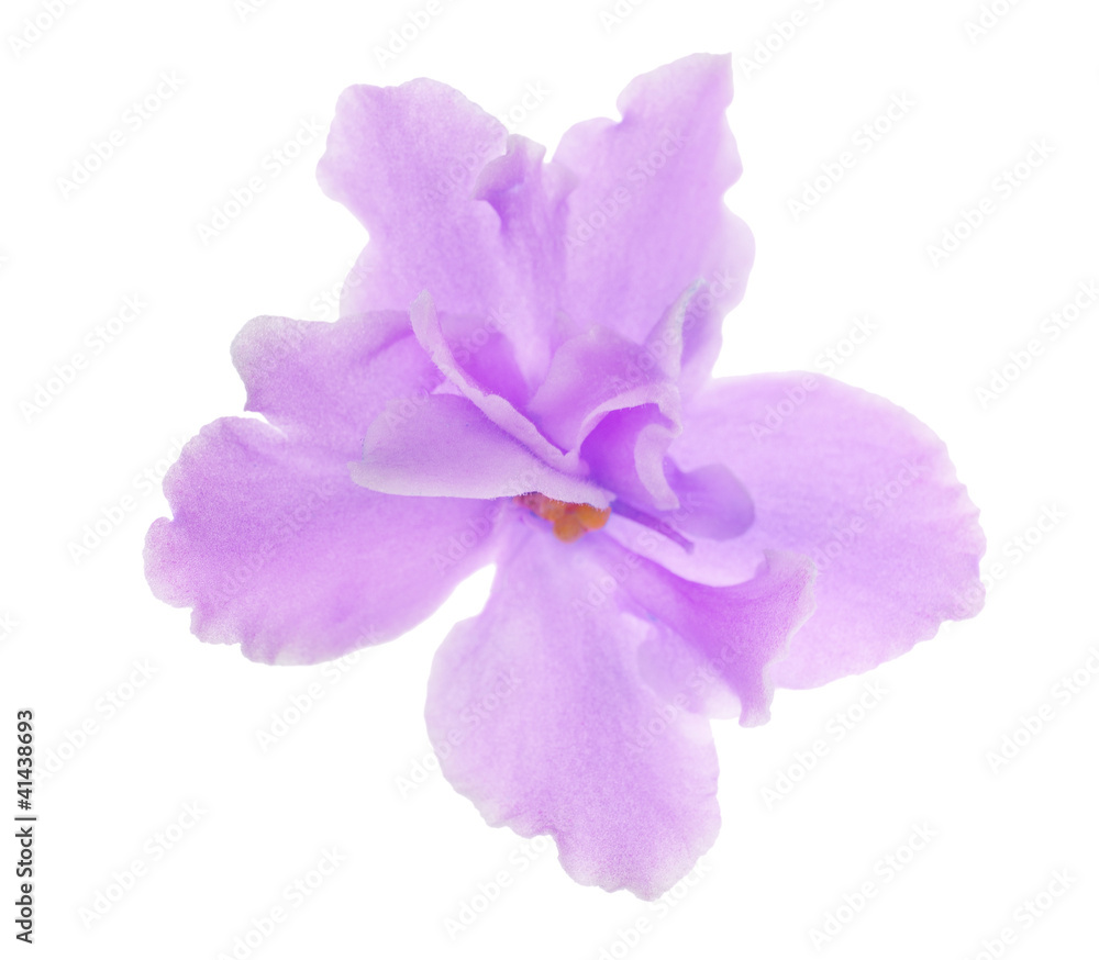 Obraz premium isolated light lilac semiopen violet