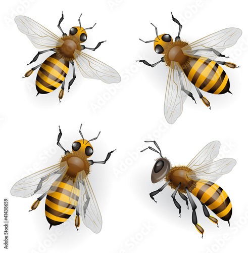 Honey Bees © analia26