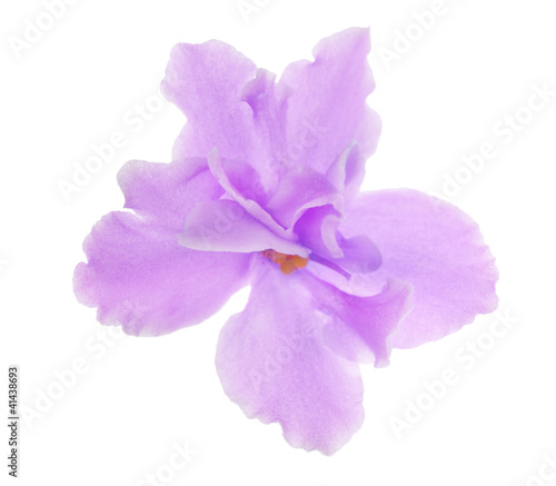 isolated light lilac semiopen violet photo