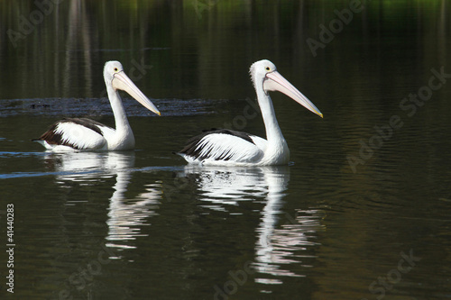 Two Pelicans - Follow the Leader © jsm