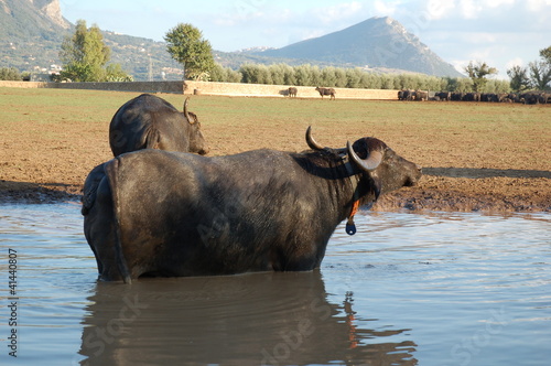 bufala
