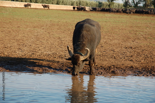 bufalo 2