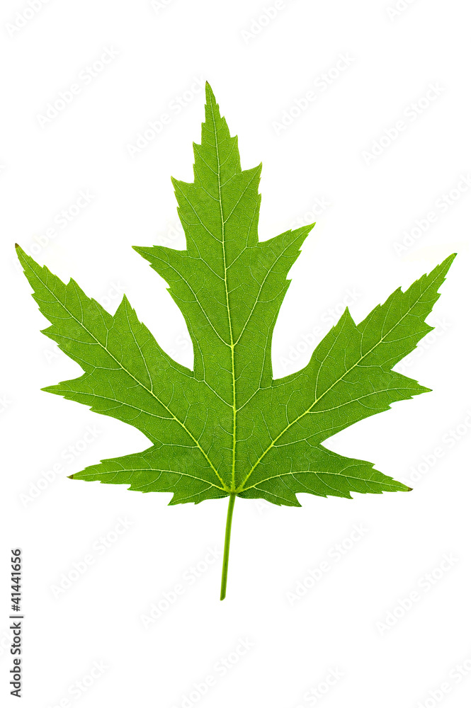 Maple Leaf Maple Leaf