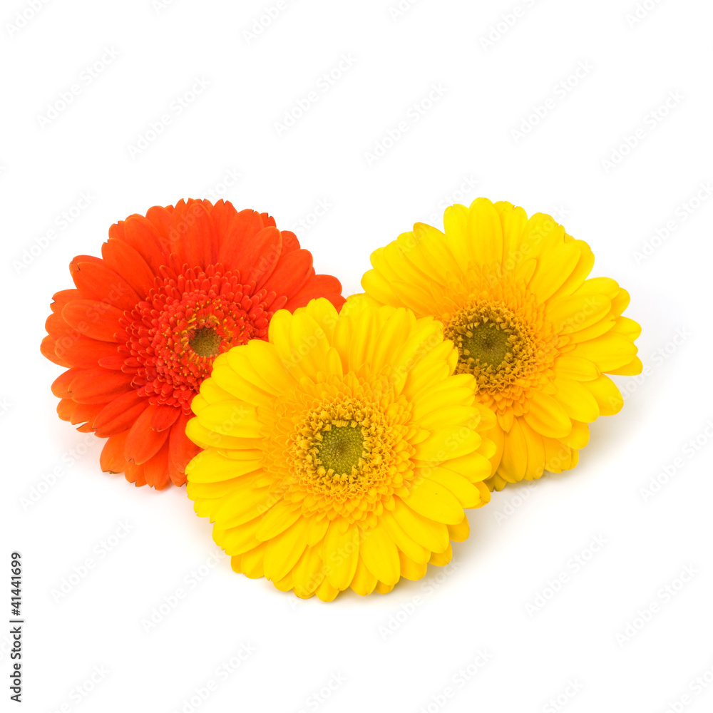 Beautiful daisy gerbera flowers Beautiful daisy gerbera flowers