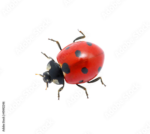 Ladybug on  white