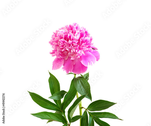 pink peony flower