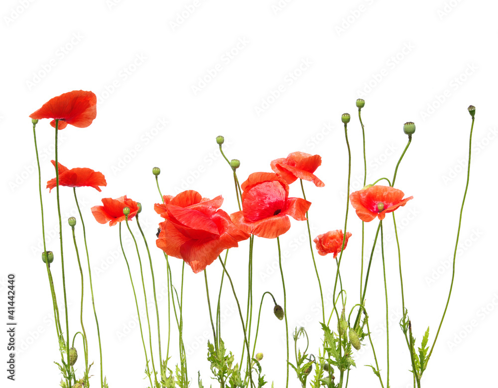 Obraz premium piękne czerwone maki