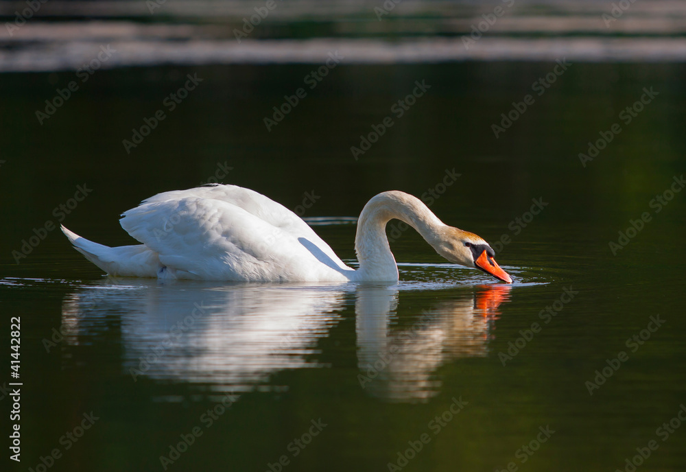 Obraz premium Schwan
