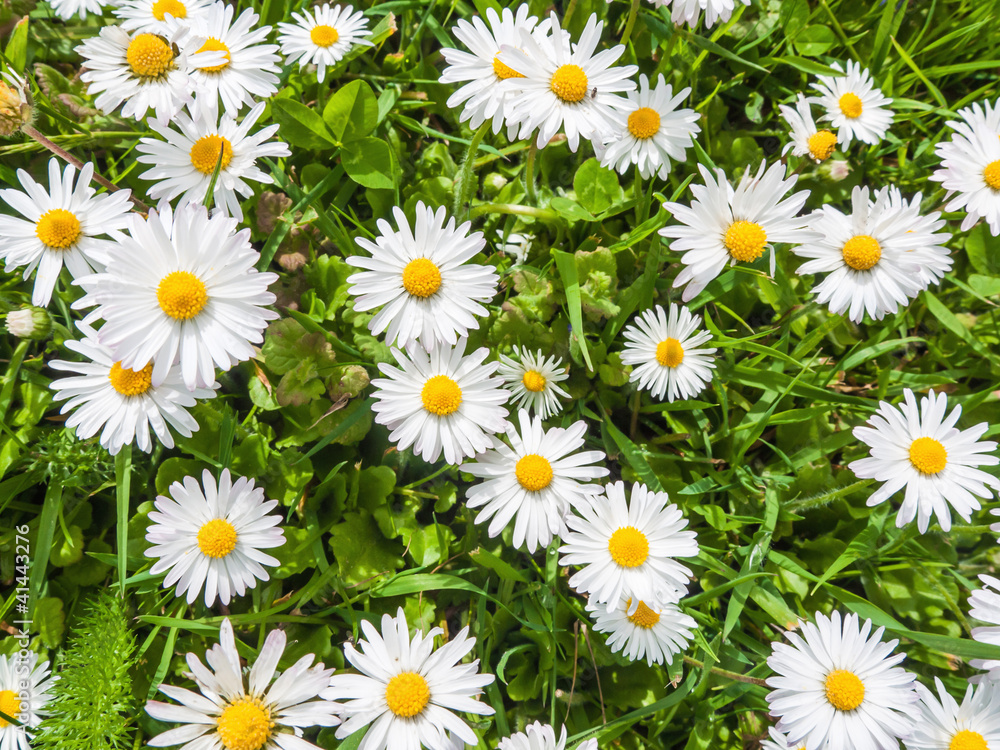 Fototapeta premium Gänseblümchen