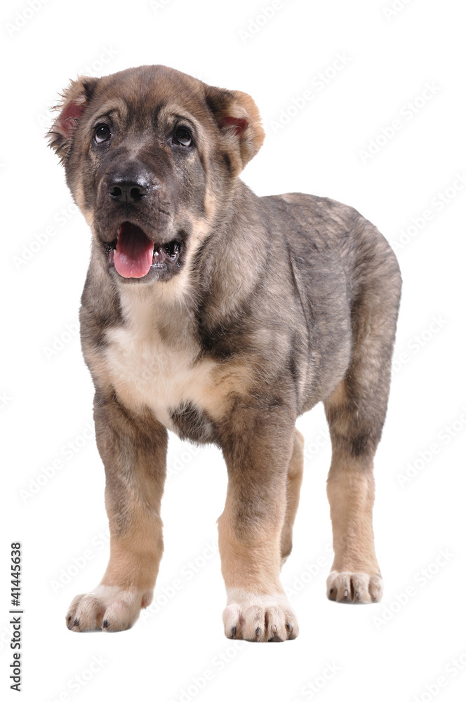 Naklejka premium yong puppy 3 months age. Asian Shepherd