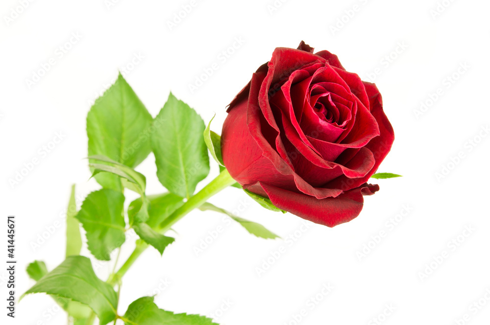 Fototapeta premium Red Rose on white