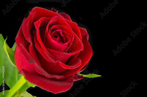 Red Rose close up