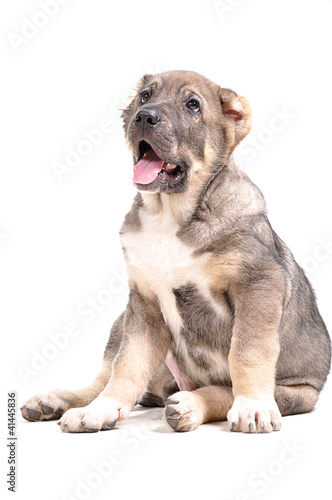 yong puppy 3 months age. Asian Shepherd