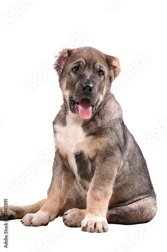 yong puppy 3 months age. Asian Shepherd