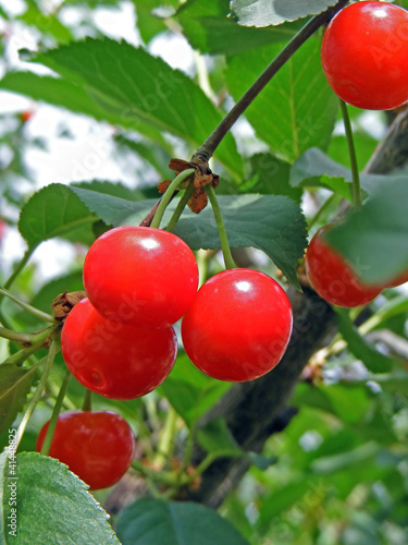 cherry in garden