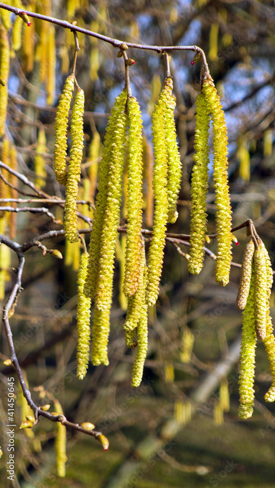 Fototapeta premium Blüten eines Hasel im Frühjahr. Allergie