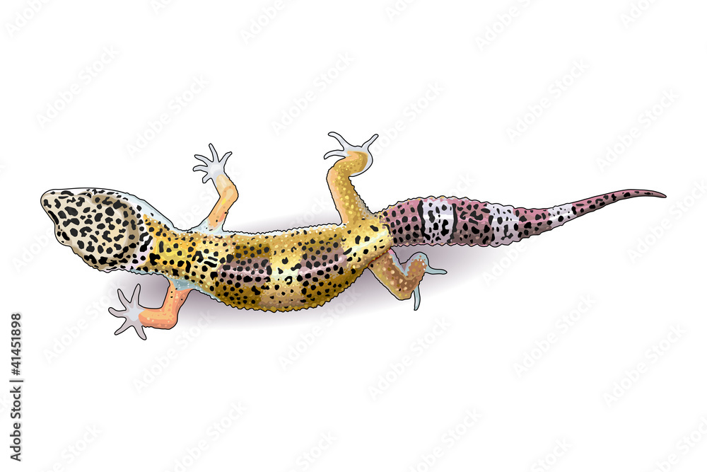 Fototapeta premium Leopard gecko