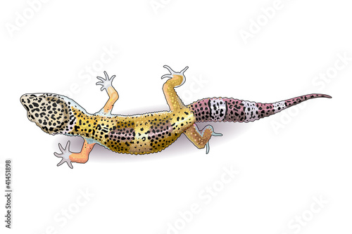 Leopard gecko