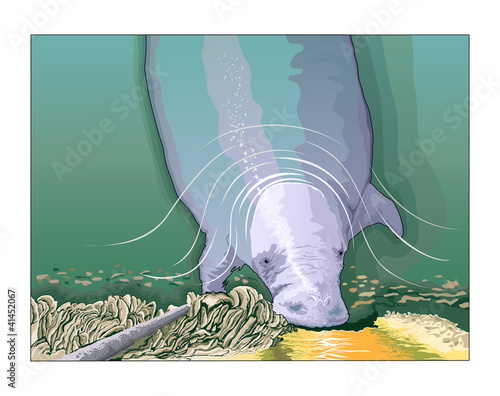 Manatee drinking freshwater runoff