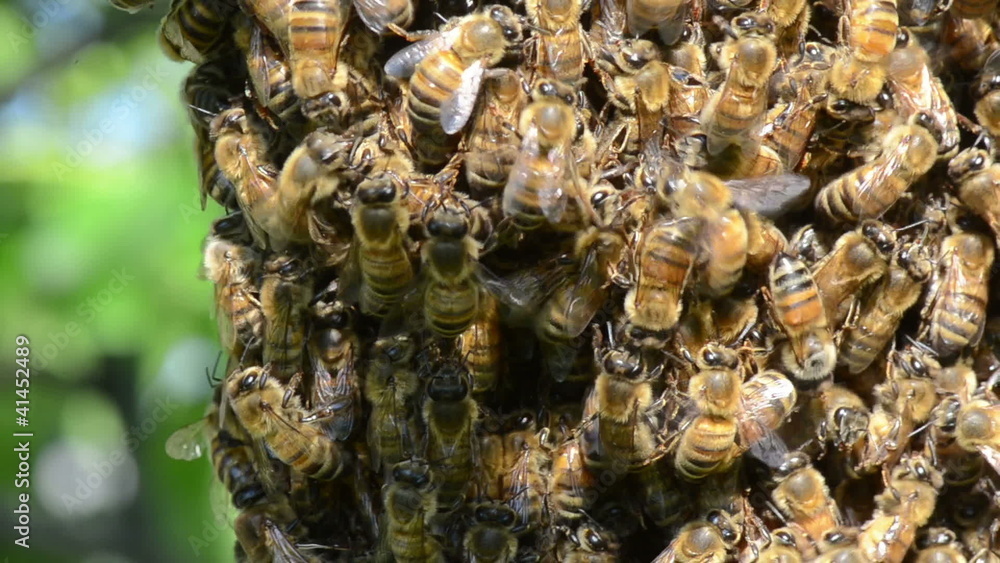 Swarm of bees Swarm of bees