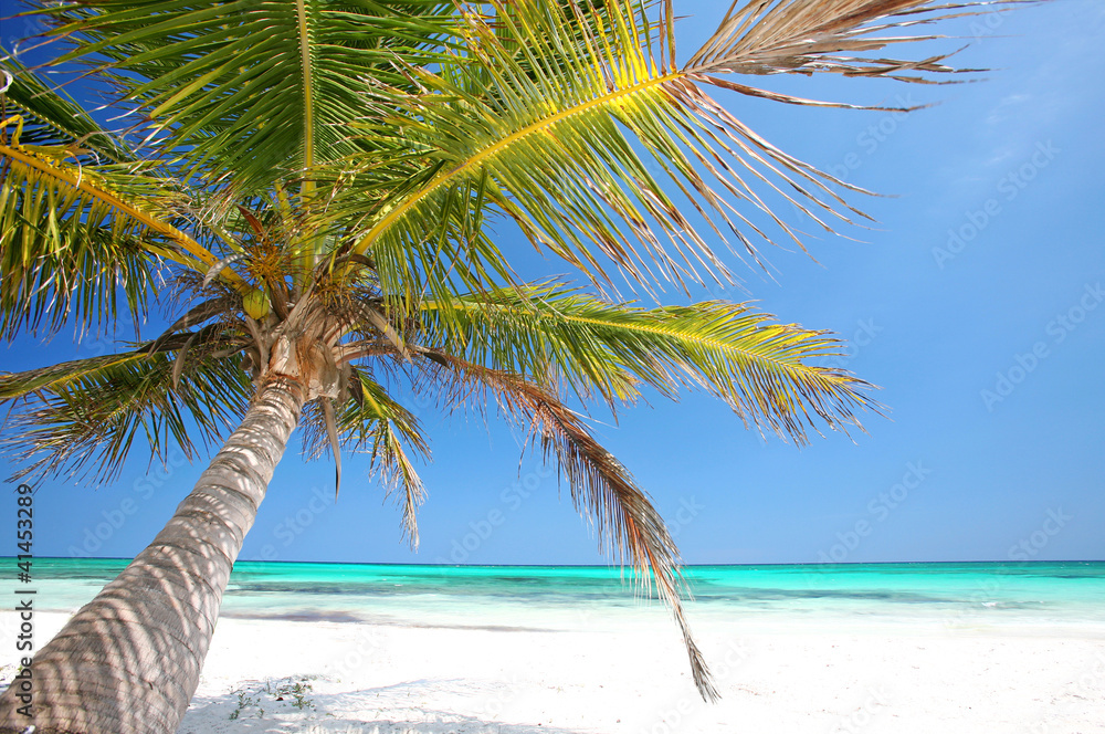 Fototapeta premium Palmenstrand