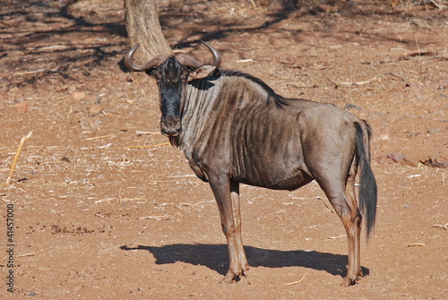 Gnu in freier Wildbahn