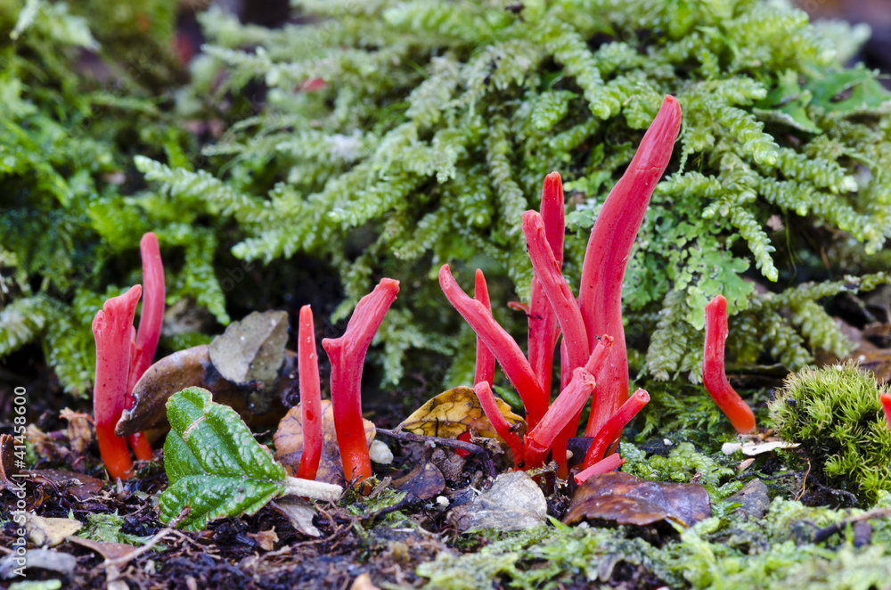 Red fungi and moss, Tarkine rainforest, Tasmania Red fungi and moss, Tarkine rainforest, Tasmania