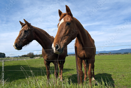Two curious horses in pasture