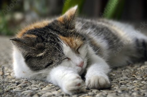 Katze im Schlaf © Johannes Mayr