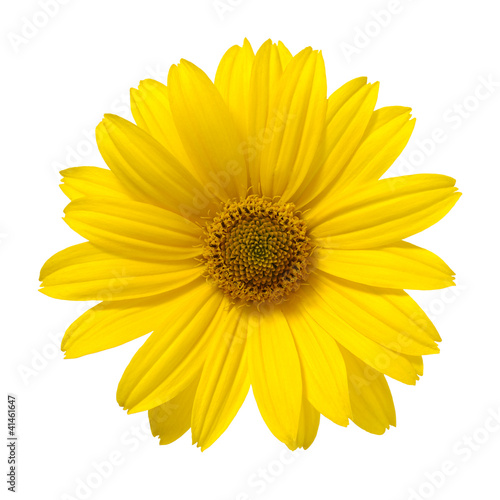 yellow daisy flower isolated on white background