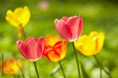 Tulips background