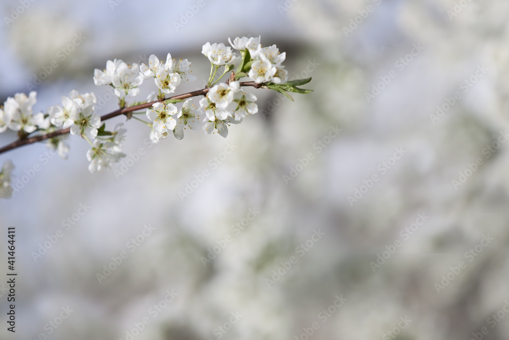 white cherry flowers on spring time white cherry flowers on spring time