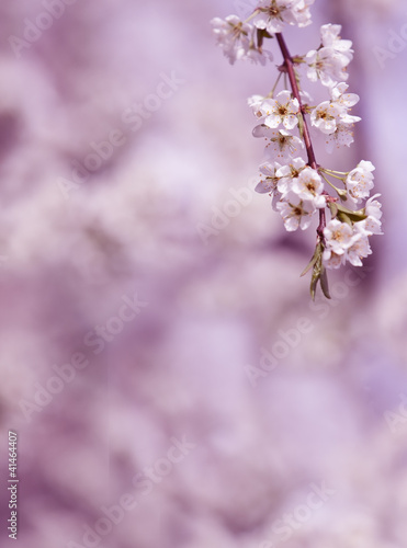 pink flowers on spring time © nataiki