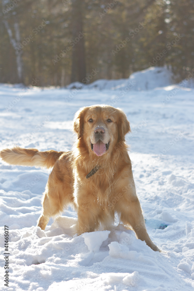 Portrait the Retriever in park with back light Portrait the Retriever in park with back light