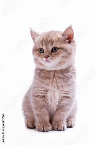 Fototapeta Naklejka Na Ścianę i Meble -  Young cat of the British breed
