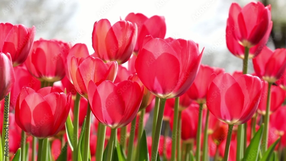 Blooming tulips Blooming tulips