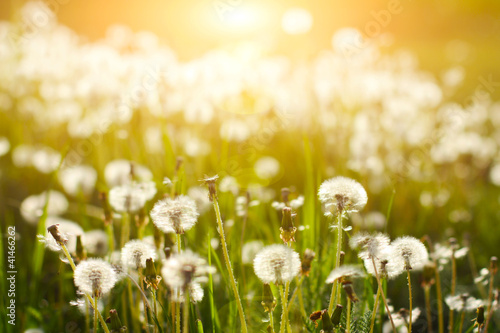 spring dandelions