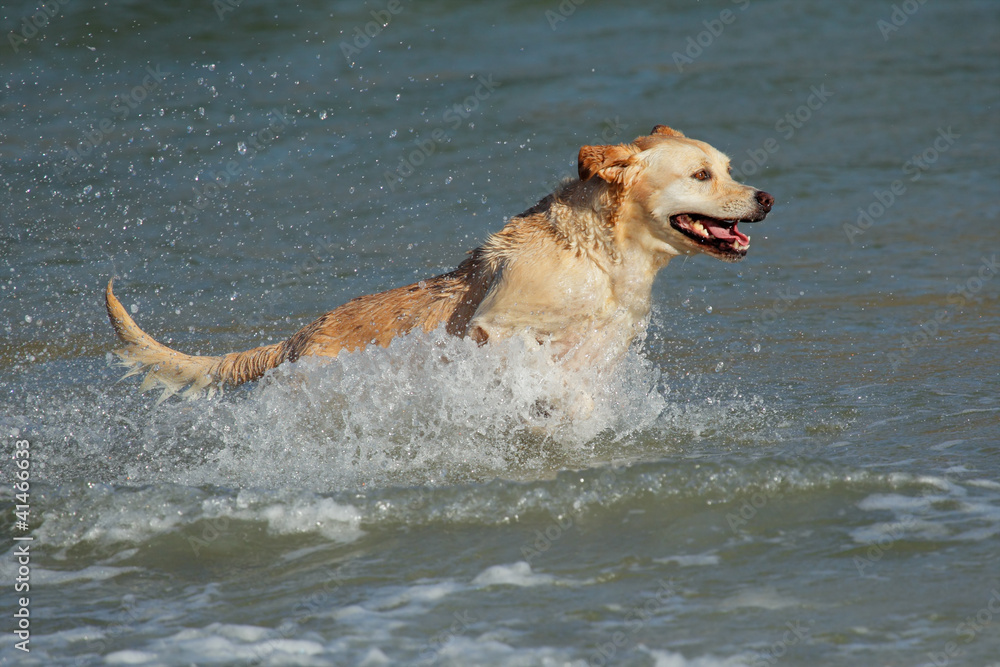 Golden retriever running and playing in shallow water