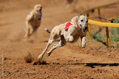 Fotografie Sprinting greyhounds
