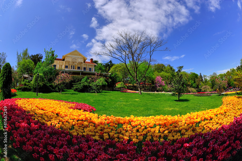 tulips in garden ,istanbul,emirgan tulips in garden ,istanbul,emirgan